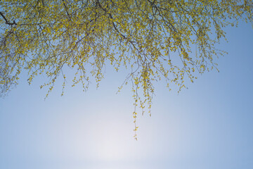 powerful strong branches of a young birch hanging on the blue background of the sky above and to the left