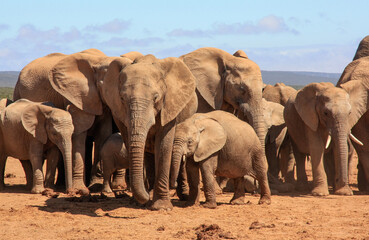 Fototapeta premium elephants in the wild family portrait