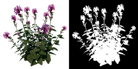 Front view of Plant Flower ( Lavender 1) Plant png with alpha channel to cutout made with 3D render	