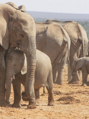 Fototapeta premium elephant mum and baby love
