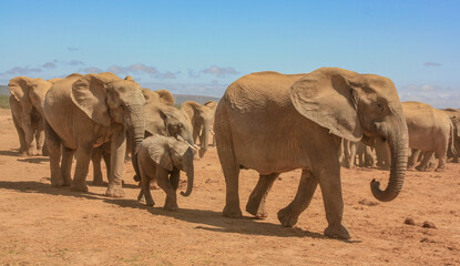 elephants family herd on the move