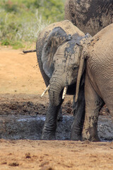 Fototapeta na wymiar young elephant having fun in the mud