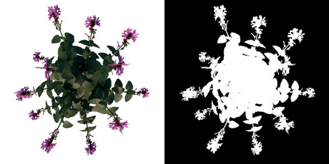 Top view of Plant Flower ( Lavender 1) Plant png with alpha channel to cutout made with 3D render	