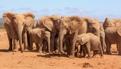 Fototapeta na wymiar elephants family portrait