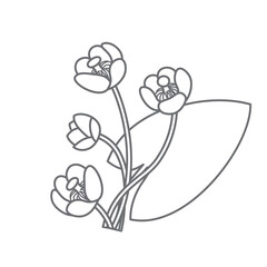 Nuphar flowers monochrome line-art