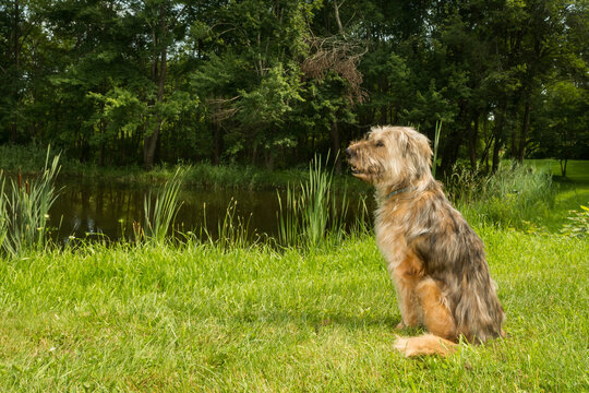 Sapsali, a Korean Sheepdog enjoying a day at the park.