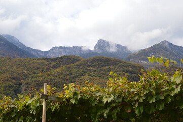 A vineyard and mountains behind in Southtyrol 