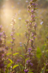 morning flowers in the meadow