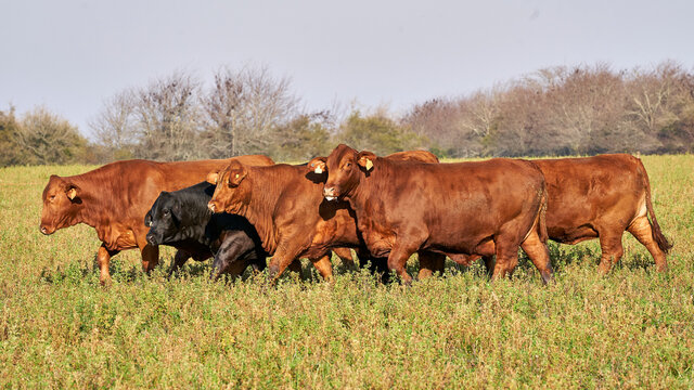 bred Brangus beef bulls cattle. Agribusiness - Close red Brangus Cattle, in natural pasture, Angus cattle, highly genetic bulls.