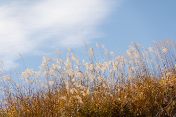 Fototapeta premium wild flowers blown by the wind in winter Under the clear blue sky without clouds