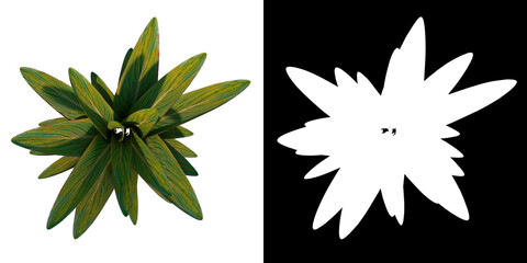 Top view of Plant ( Sansevieria Lilliput 1) Tree png with alpha channel to cutout made with 3D render	