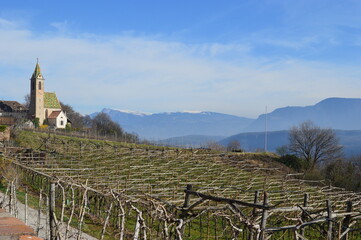 A vineyard near Caldaro and mountains with clouds behind 