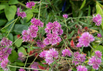 Flowers of Kentucky in the forest