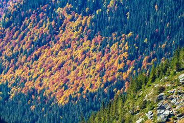 On the Transfagarasan Highway, Sibiu County, Romania