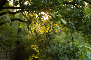 Oak leaves in the forest, backlit by the sun at sunset