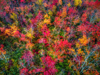 Fall Leaf Colors