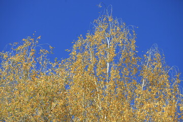 Fototapeta premium Colorful autumn plants on nature background