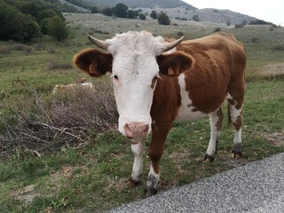 Fototapeta na wymiar cow in mountain pasture