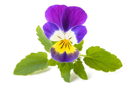 Wild pansy flower