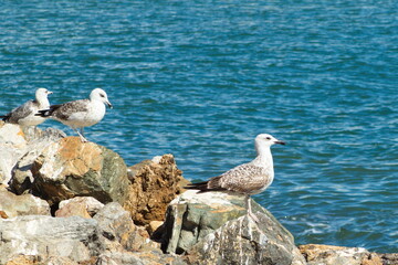 Seagulls resting on the rocks of the dock of the fishing port of San Pedro del Pinatar in Murcia