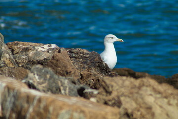 Fototapeta na wymiar Seagulls resting on the rocks of the dock of the fishing port of San Pedro del Pinatar in Murcia