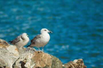 Seagulls resting on the rocks of the dock of the fishing port of San Pedro del Pinatar in Murcia