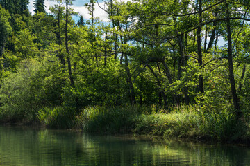 Forest on a lake in the Croatian mountains.