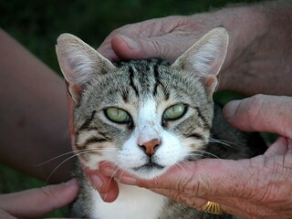 Cat in hands 2009