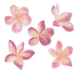 Fototapeta na wymiar Plumeria flowers. Watercolor handmade floral Botanical illustration. Isolated white background. For wedding, invitation, valentines cards