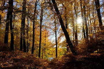 Beautiful golden forest in sunny autumn day - Golden Polish Autumn