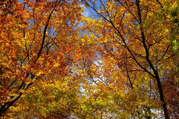 Amazing colorful foliage in forest in sunny autumn day