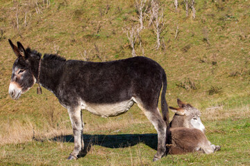 Donkey in the pasture