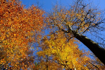 Amazing colorful foliage in forest in sunny autumn day