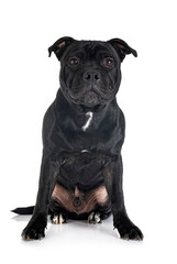 staffordshire bull terrier