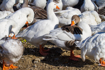 Obraz premium Geese