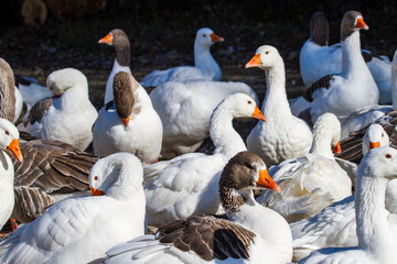Obraz premium Geese