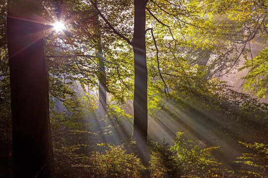 Lichtdurchfluteter Laubwald mit Morgennebel, Lochem, Niederlande, Europa