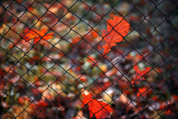 red autumn leaves hanging on the metallic fence