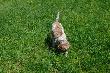 A Lagotto Romagnolo dog in the grass 
