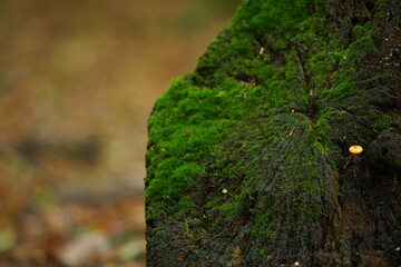 Baum Stumpf mit grünem Moos, starker Verwitterung und einem kleinen Pilz