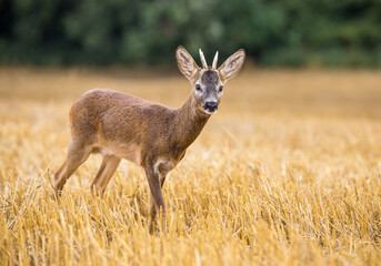 Young roe deer (capreolus capreolus)  in the harvested field.