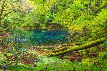 青森県　白神山地・沸壺の池