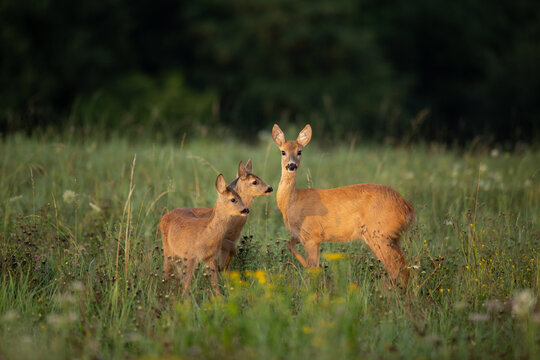 Roe deer doe with two fawns in the morning meadow.