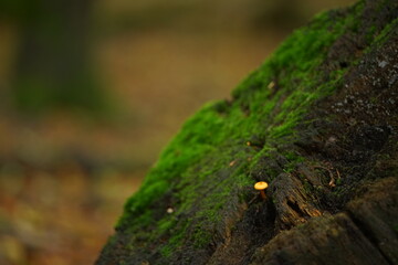 Baum Stumpf mit grünem Moos, starker Verwitterung und einem kleinen Pilz
