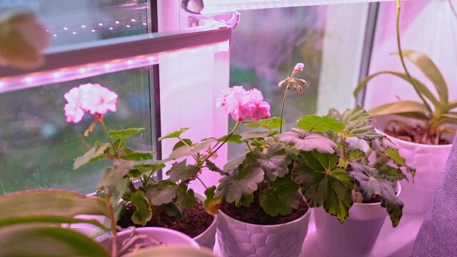 Home flowers under light of full spectrum LED phytolamp at home on windowsill. Supplementary lighting of plants in winter