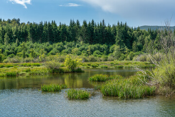Forest on a lake in the Croatian mountains.