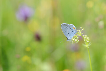 Tailed cupid butterfly (Cupido argiades) on a summer meadow. Copy space.