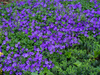 Little purple flowers between green leaves on the garden