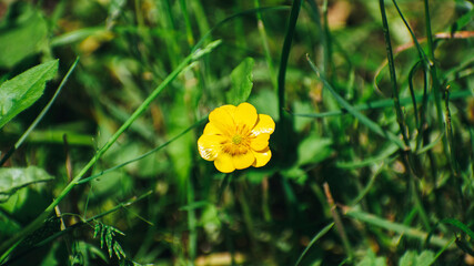 a small yellow flower bloomed in the field