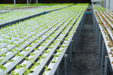 Fresh vegetables in hydroponic greenhouse farm , clean food and healthy eating concept